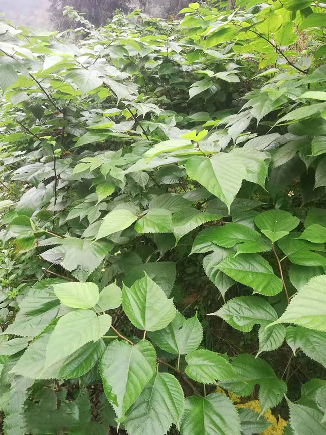 构树