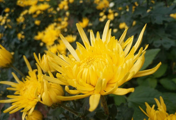 金丝皇菊