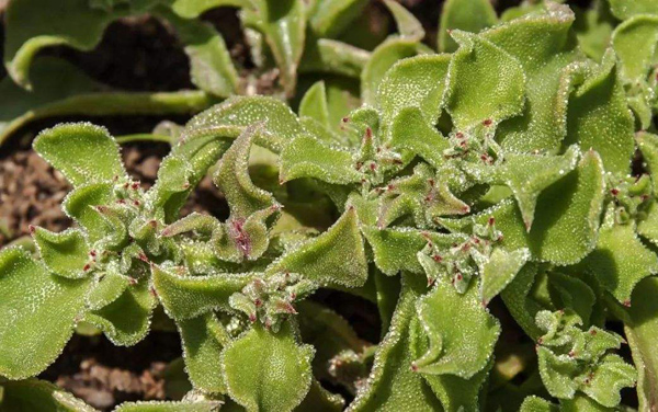 冰菜可以露天种植吗？冰菜种植条件介绍