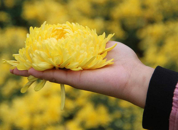 金丝皇菊