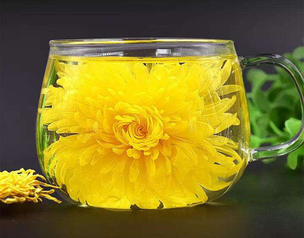 金丝皇菊
