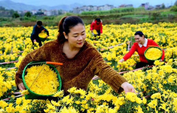 金丝皇菊