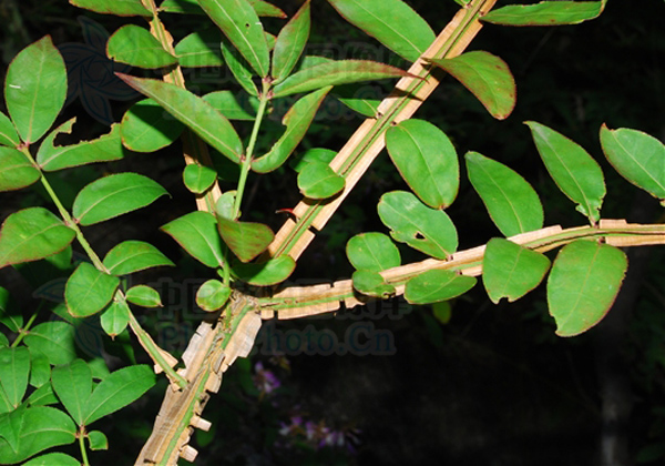 鬼箭羽种植前景怎么样？鬼箭羽种植亩产量及利润