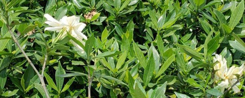 南充市花是什么花