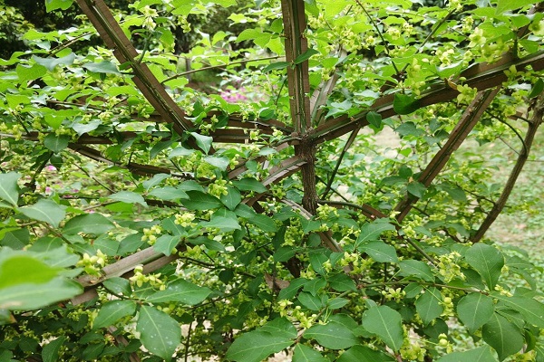 鬼箭羽