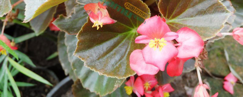 乐山市花是什么花 乐山市花是什么花
