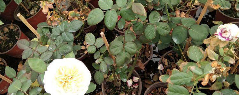 德阳市花是什么花