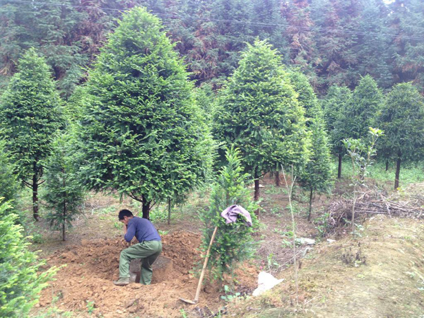 怎样让树苗快生根？新栽苗木快速生根的方法