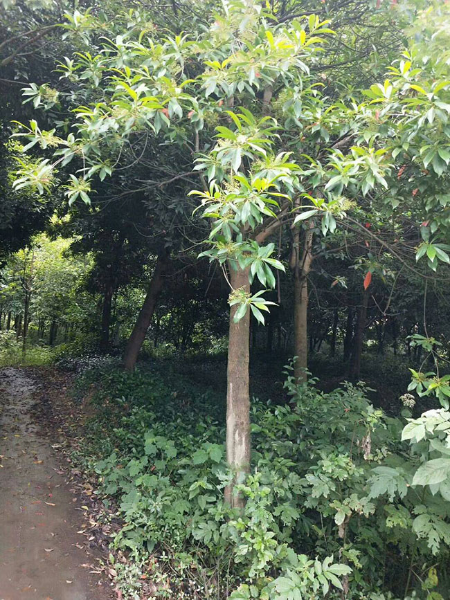 杜英如何种植？杜英种植技术和管理方法！