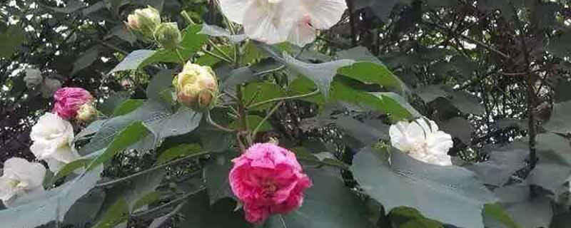 成都市花是什么花 成都市花是什么花