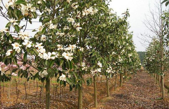 含笑花的花语是什么?含笑花的寓意和象征