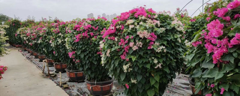 玉林市花是什么花 玉林市花是什么花