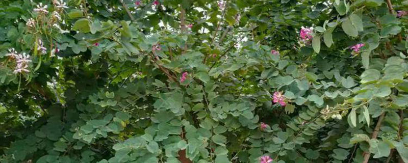 来宾市花是什么花