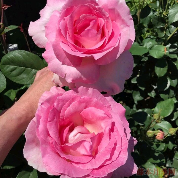 这5种大花月季，开花比脸大
