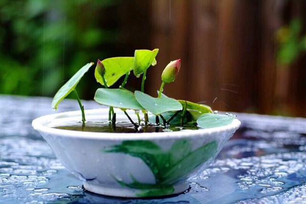 碗莲种植前景好吗？碗莲的无土种植方法