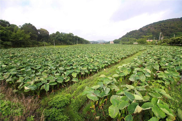 香芋种植
