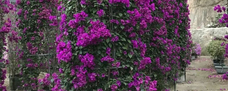 梧州市花是什么花