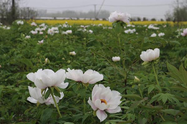 油牡丹种植前景如何？2020年油牡丹种植前景分析