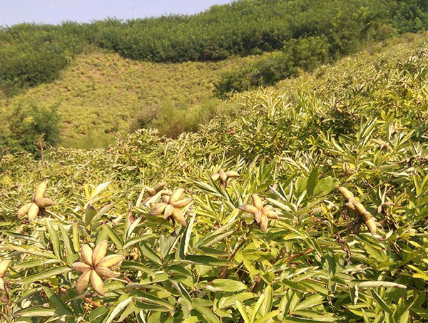 油牡丹