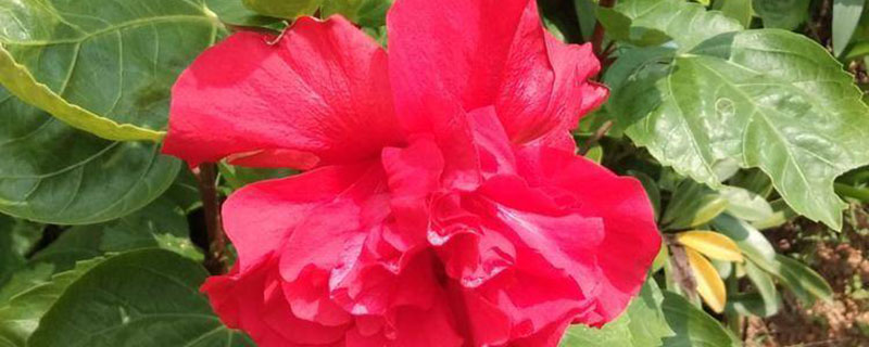 南宁市花是什么花 南宁市花是什么花