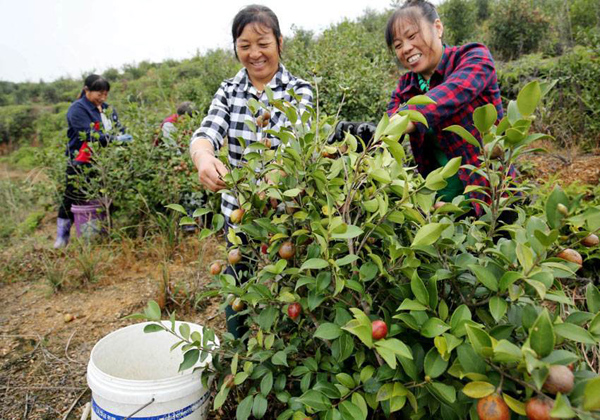 种植油茶的前景如何？茶油树种植栽培技术