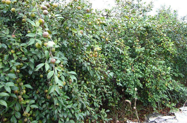 油茶树