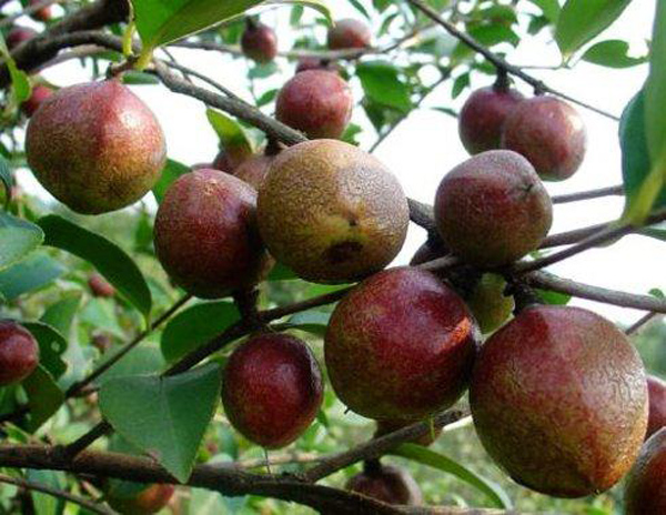 油茶果
