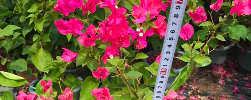 河源市花是什么花 河源市花是什么花