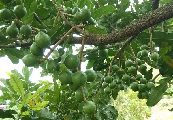 澳洲坚果