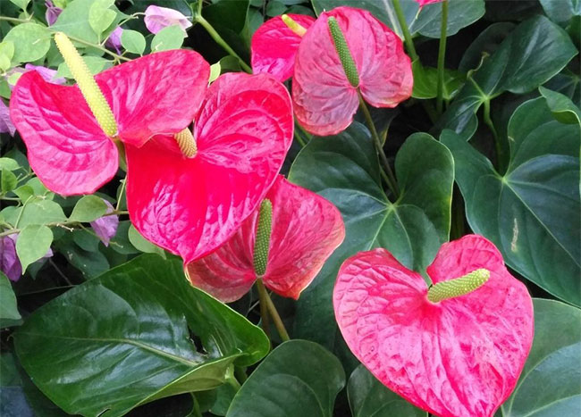 火鹤花