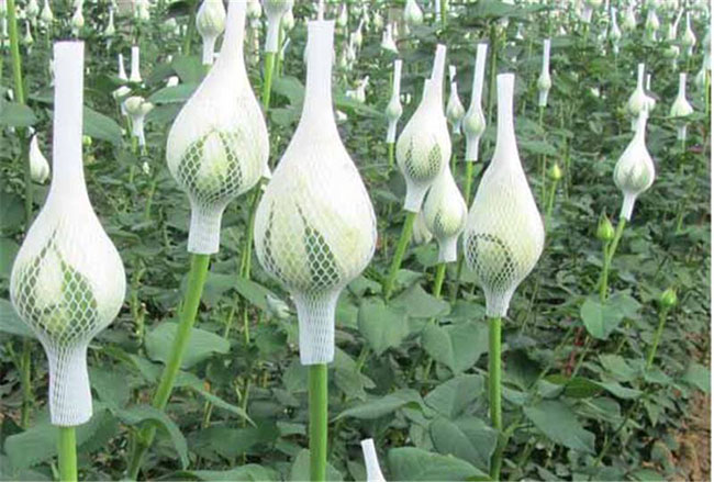 白色玫瑰的花语是什么?白色玫瑰的寓意和象征