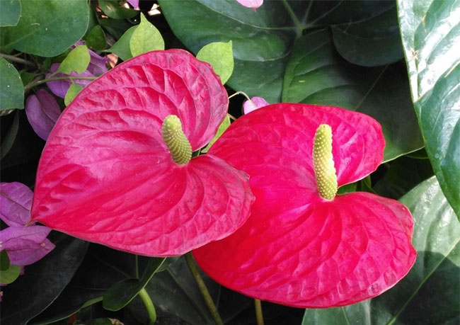 火鹤花