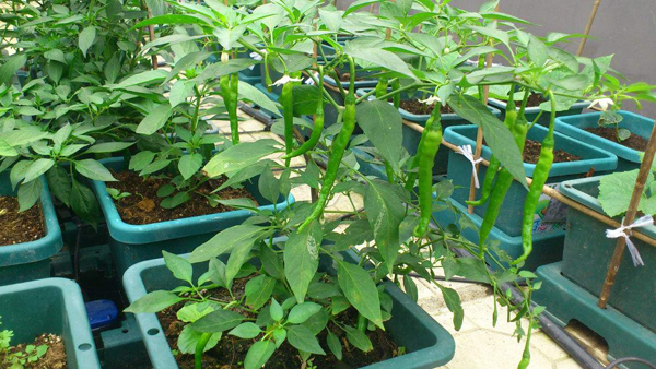 阳台种植这6种蔬菜，给点水就能长，能吃还能观赏！