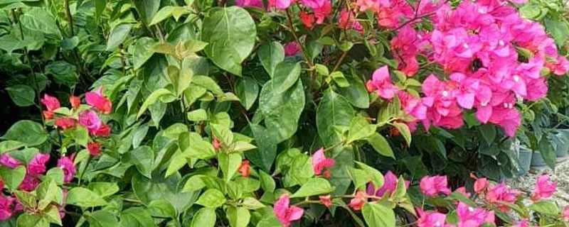 惠州市花是什么花 惠州市花是什么花