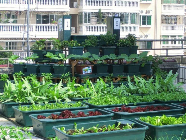 阳台种菜