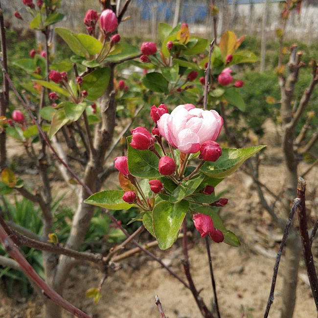 北美海棠怎么养?北美海棠的种植方法