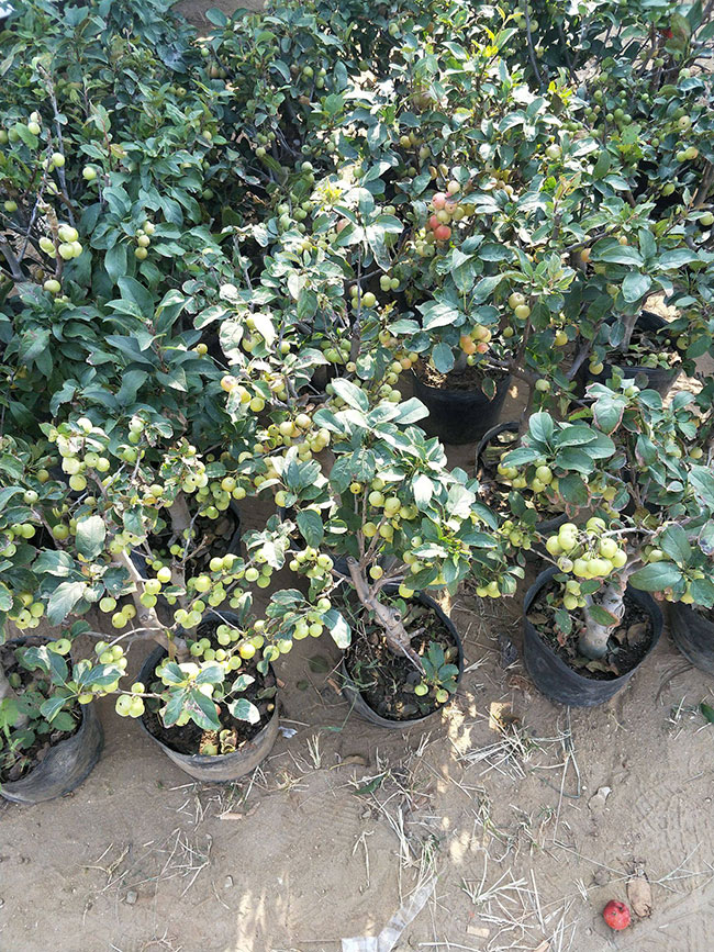 北美海棠怎么养?北美海棠的种植方法