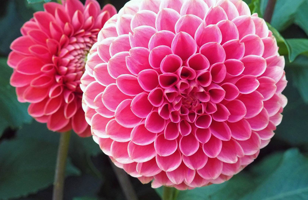大丽花