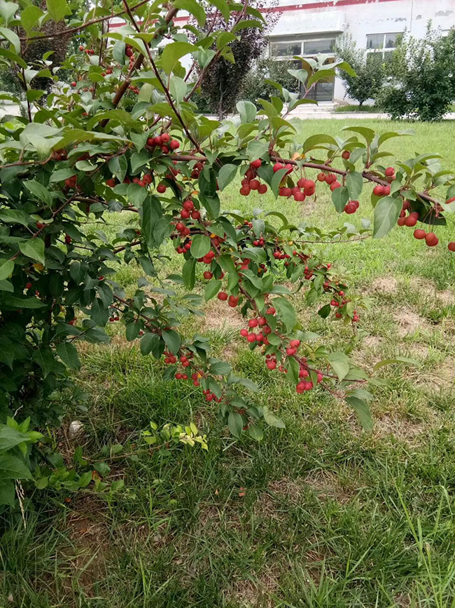 北美海棠怎么养?北美海棠的种植方法
