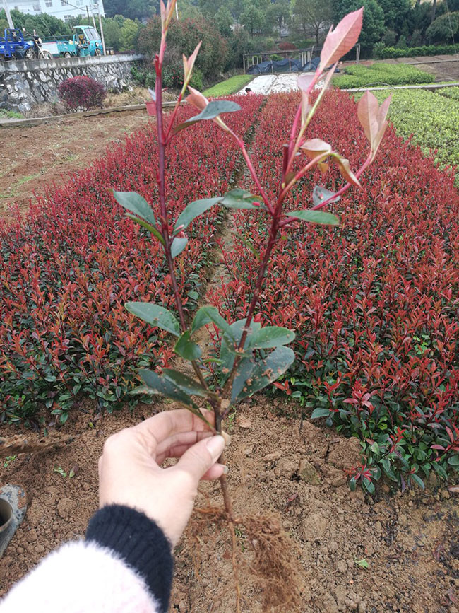 红叶石楠