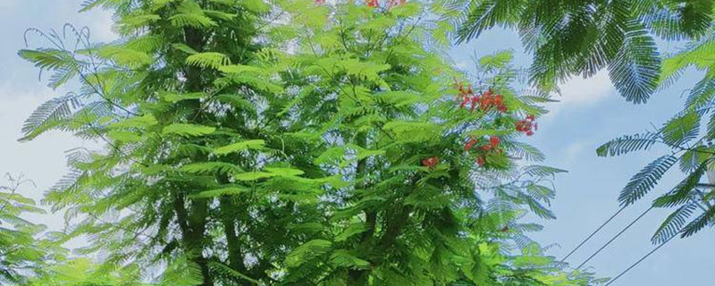 云浮市花是什么花