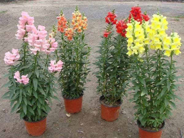 金鱼草