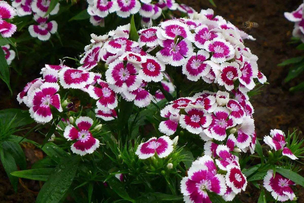石竹花