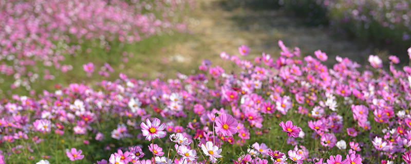 波斯菊