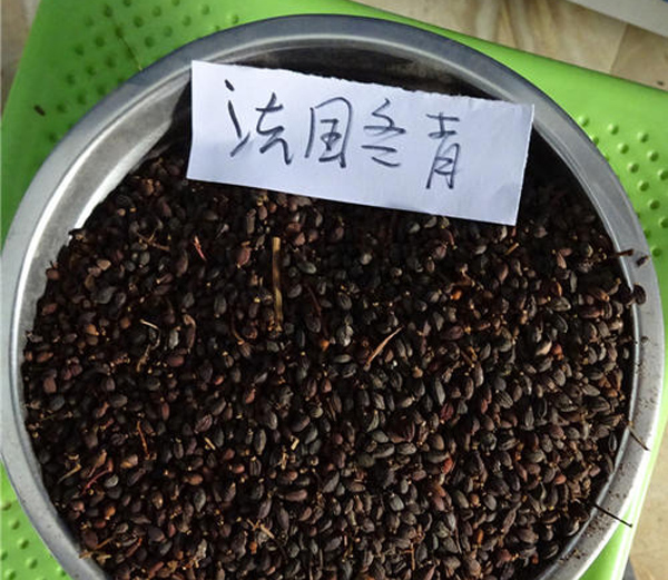 法国冬青种子如何催芽播种？法国冬青种子种植方法