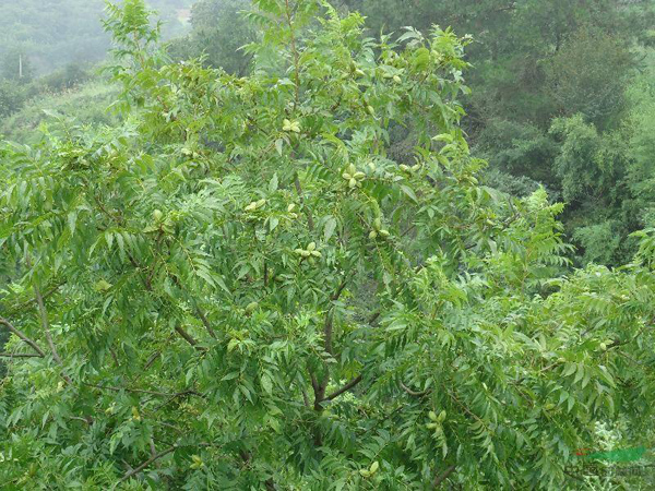碧根果树