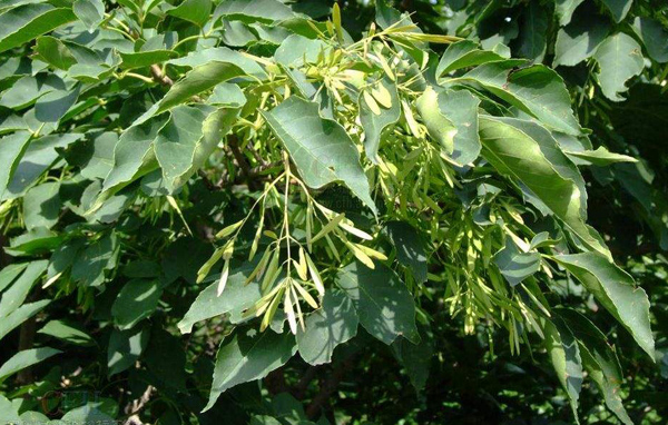 白蜡树种植每亩多少棵？白蜡树种植管理技术