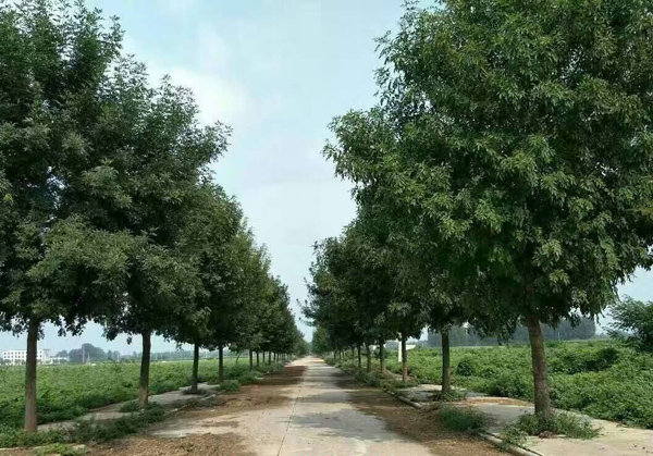 白蜡树