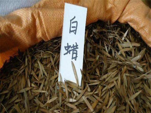 白蜡树种子怎么种植？对节白蜡树种植技术