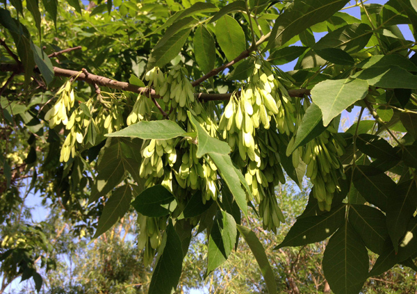 白蜡树